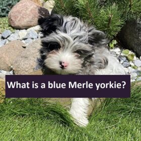 What is a blue Merle yorkie