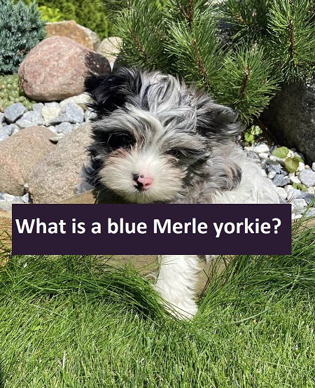 What is a blue Merle yorkie
