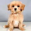Mini cavapoo