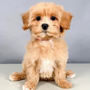 Mini cavapoo