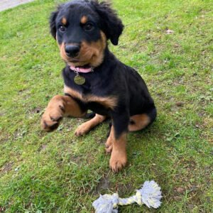 long hair rottweiler