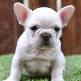 Cream french bulldog