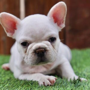 Cream french bulldog