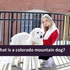 What is a colorado mountain dog