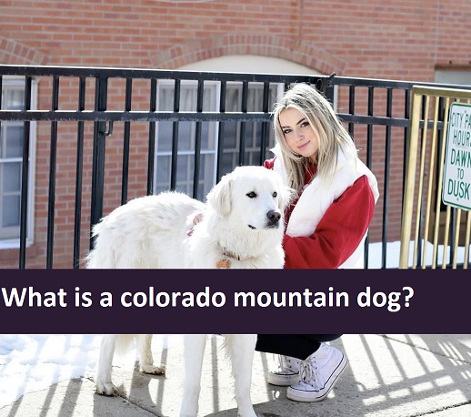 What is a colorado mountain dog