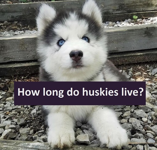 How long do huskies live