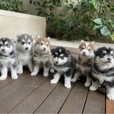 how long do huskies live