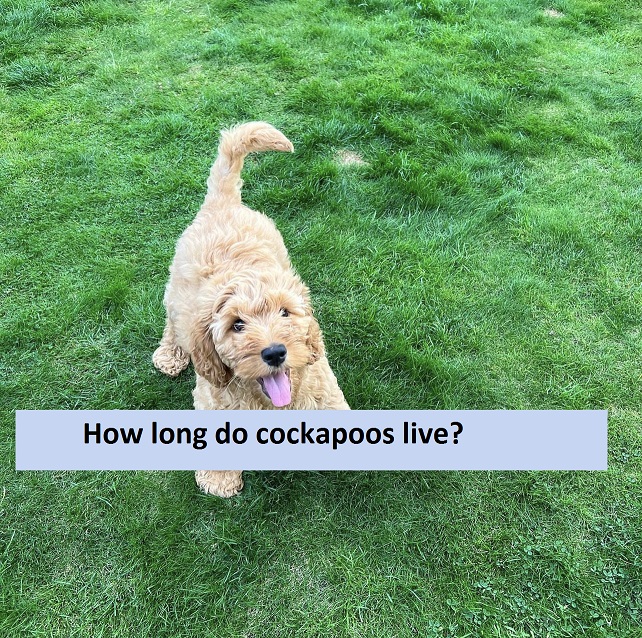 How long do cockapoos live