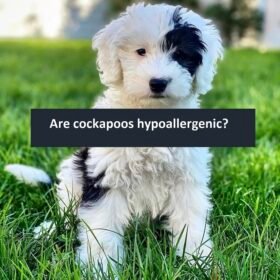 Are cockapoos hypoallergenic