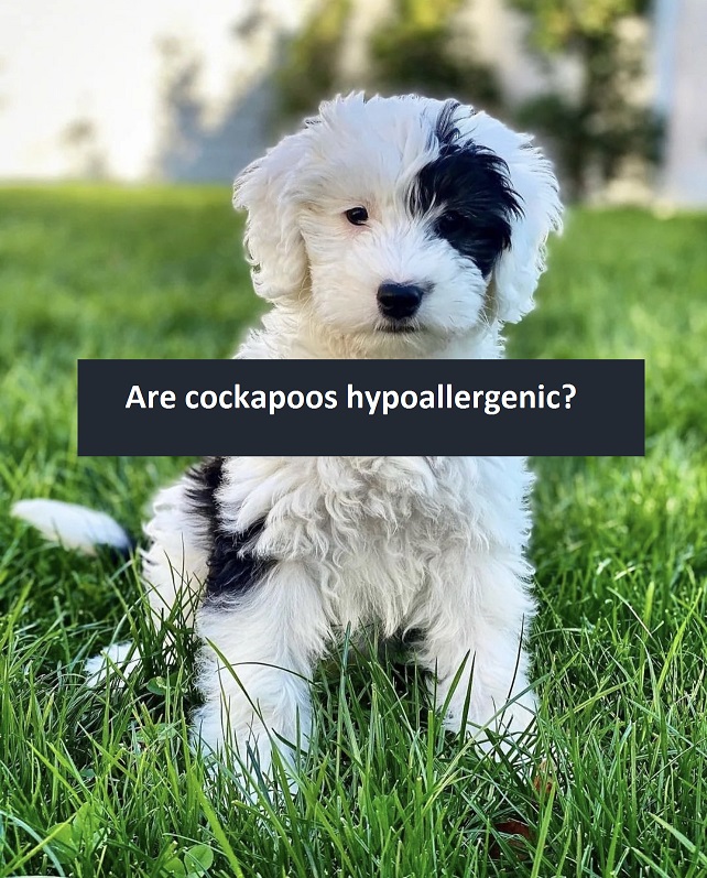 Are cockapoos hypoallergenic