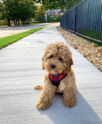 Are cockapoos hypoallergenic