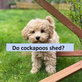 Do cockapoos shed