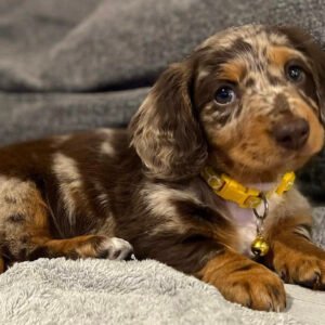 Wire haired dachshund puppies