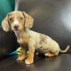 English cream mini dachshund