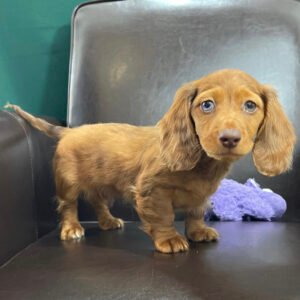 Cream long haired dachshund