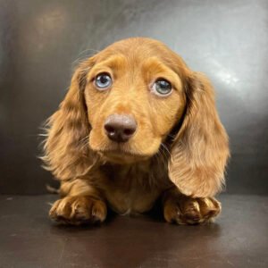Cream long haired dachshund