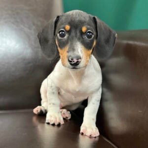 English cream dachshund for sale