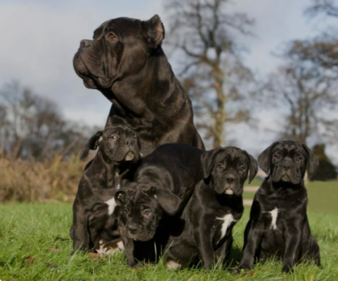 Cane Corso puppies for sale | Cane Corso puppies | Cane Corso