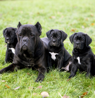 Cane Corso puppies for sale | Cane Corso puppies | Cane Corso