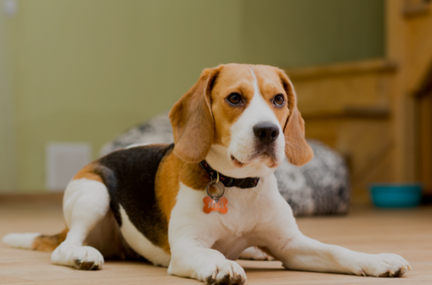 Beagles for sale | Beagle Puppies for sale | Beagle Puppies