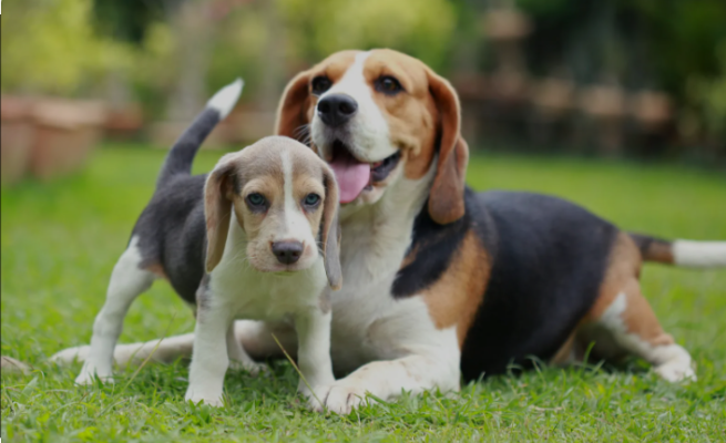 Beagles for sale | Beagle Puppies for sale | Beagle Puppies