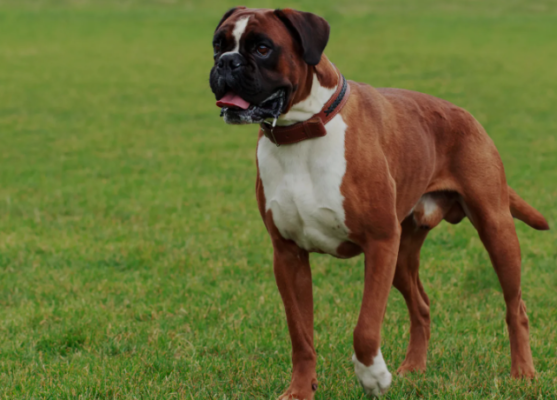 Boxer puppies for sale/Boxers for sale/Boxer puppy for sale