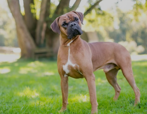 Boxer puppies for sale/Boxers for sale/Boxer puppy for sale